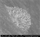 SEMPRE ALL'AVANGUARDIA CON IL MICROSCOPIO ELETTRONICO A SCANSIONE